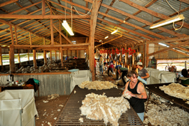 Steam Plains Shearing 022256  © Claire Parks Photography